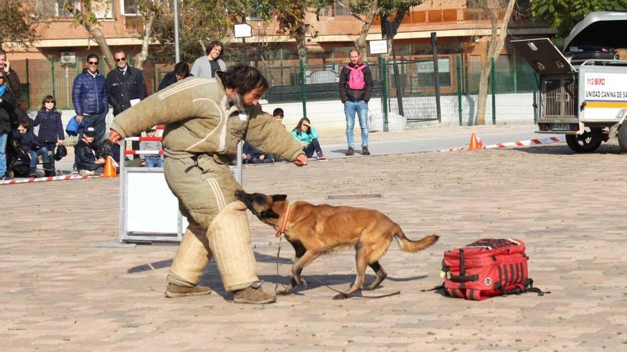 Ocho perros demuestran que saben salvar vidas