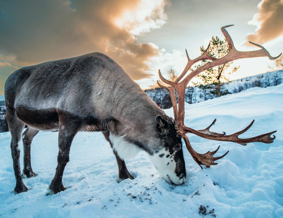 Dar de comer a los renos es una de las experiencias que propone el Snowhotel Kirkenes