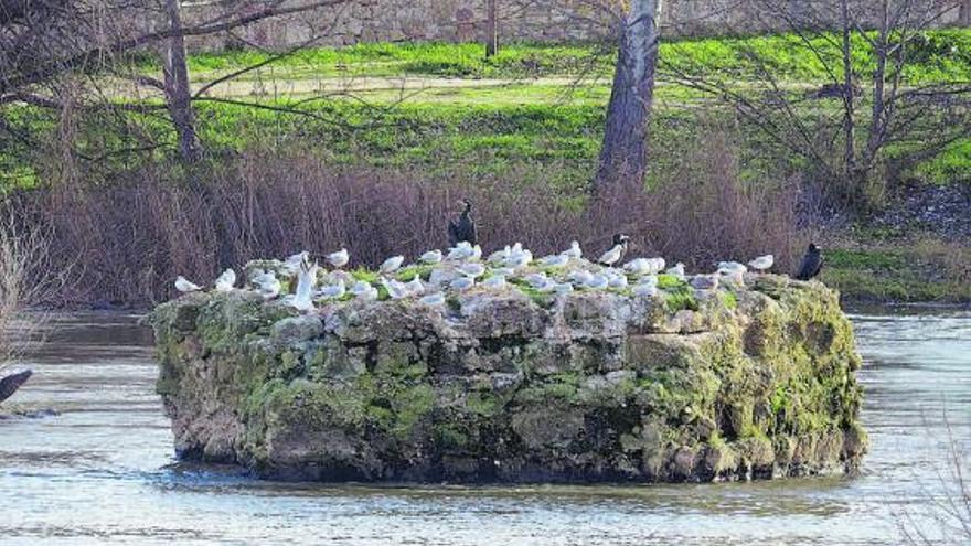 Gaviotas reidoras toman el sol en los restos del primer puente románico que tuvo la ciudad. | Alfredo Fernández