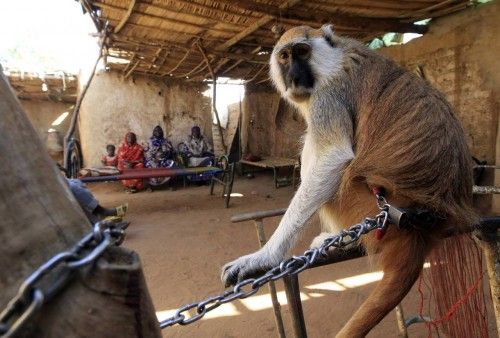 A monkey is seen near patients awaiting treatment with Howaa Teya, a spiritual and traditional healer from the Nuba tribes in South Kordofan, in Omdurman