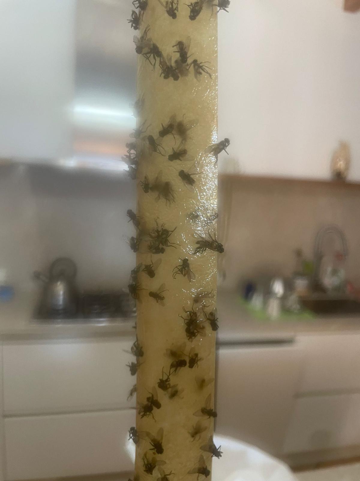 Trampa doméstica colocada en el interior de una cocina, con numerosas moscas atrapadas.