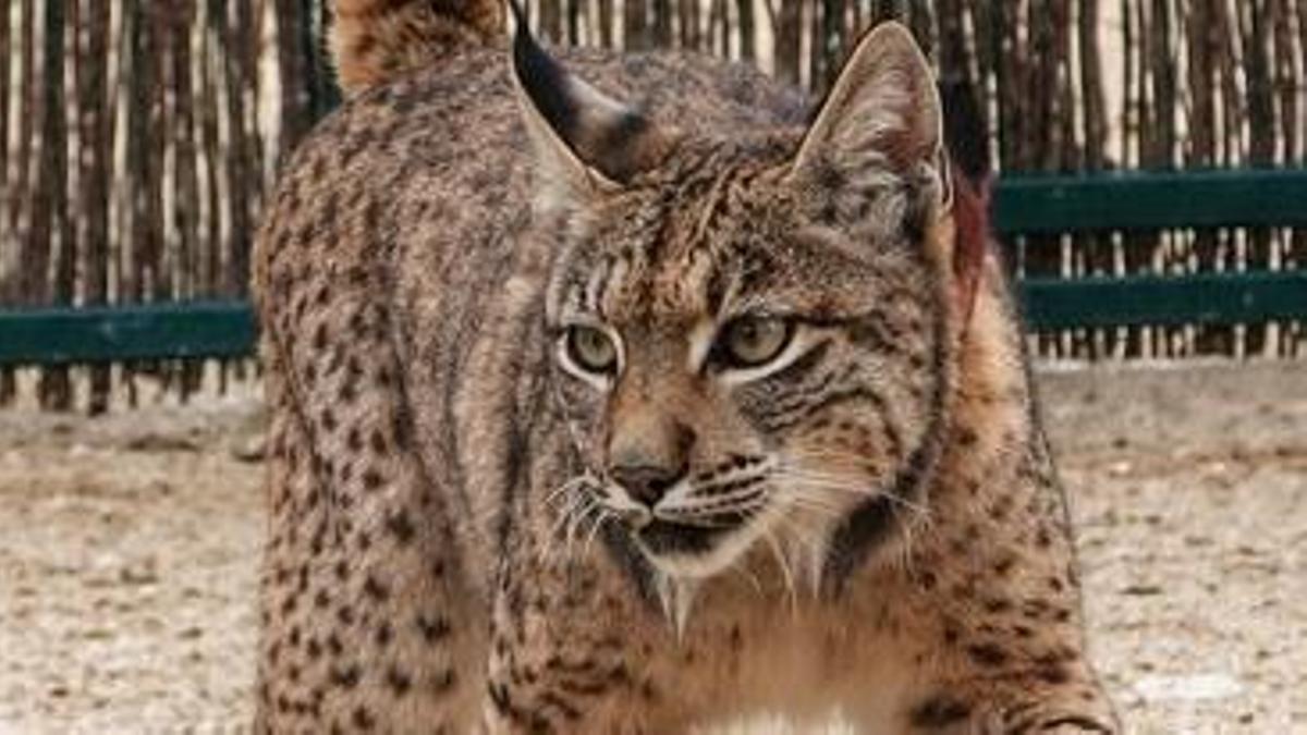 Uno de los linces liberados.