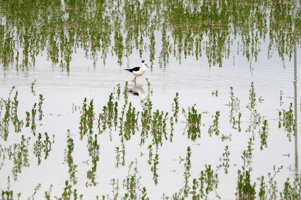 Flamencos y todo tipo de aves en la Laguna de Villena