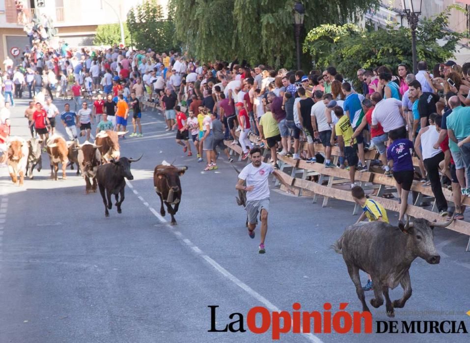 Última suelta de vacas en Moratalla