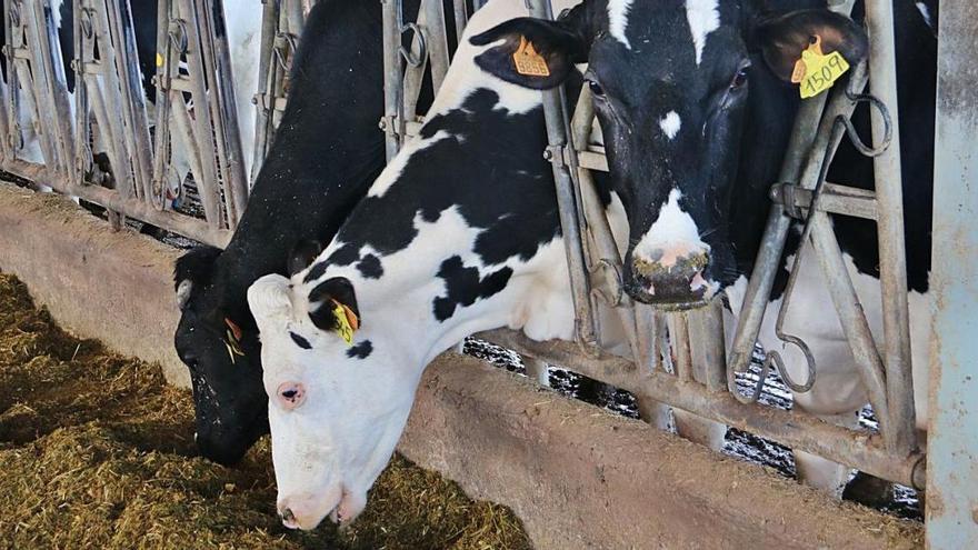 Vaques de la granja Can Pijoan, sòcia de la cooperativa lletera de Campllong