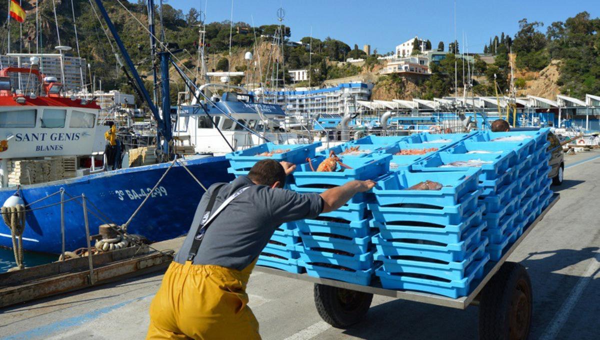 Un pescador de la Cofradía de Blanes (Girona).