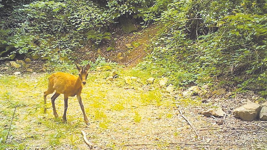 Un projecte sobre el paper dels herbívors guanya el premi de recerca de les Guilleries