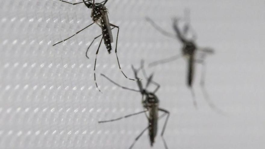 Cinco cucharadas de vainilla: el truco para eliminar los mosquitos que hace ya media España