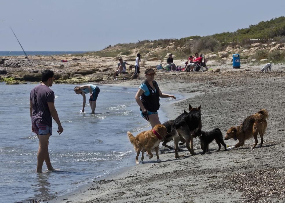 La playa canina de Santa Pola se queda corta