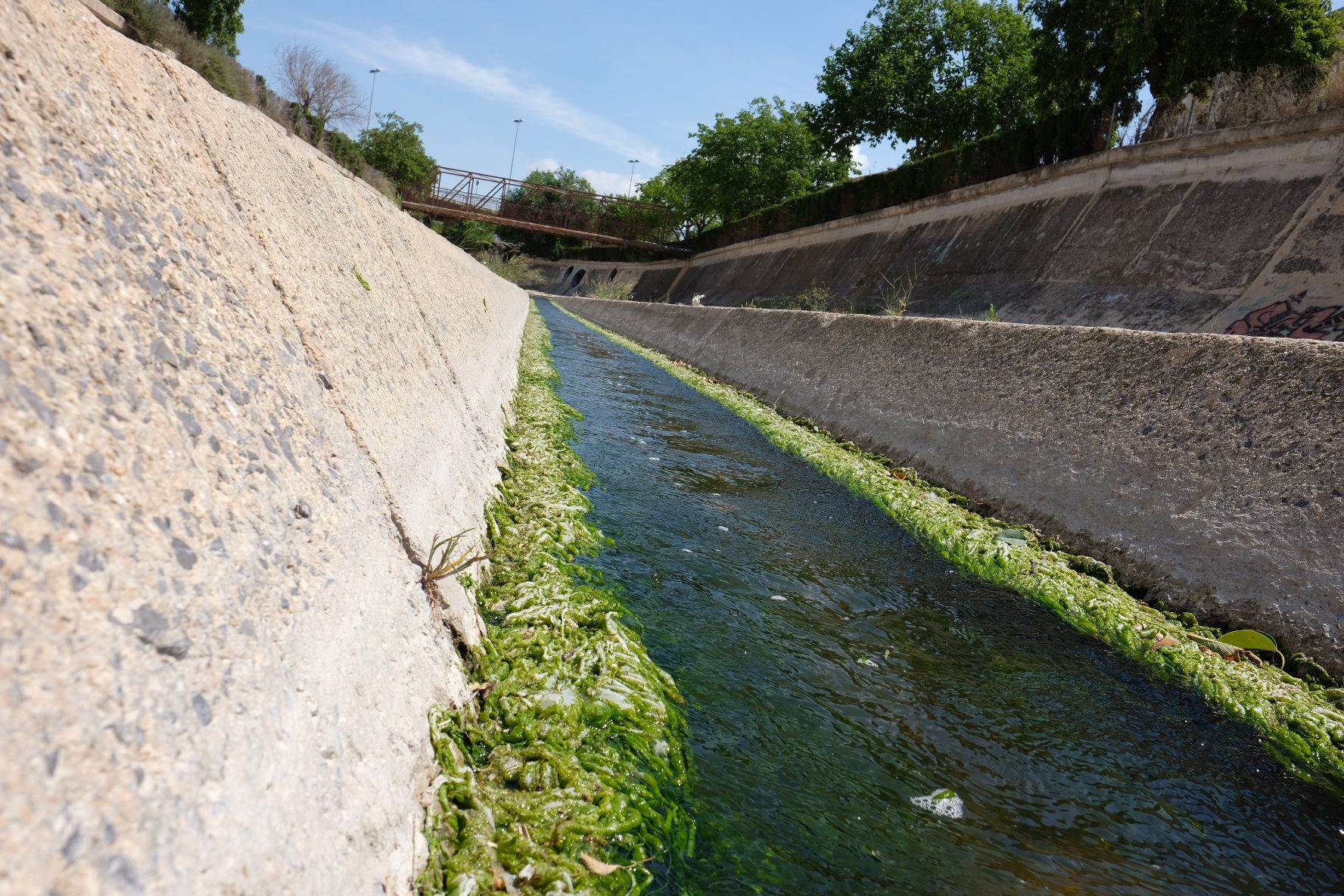 Así es el alga verde asociada a los vertidos fecales que inunda el Vinalopó