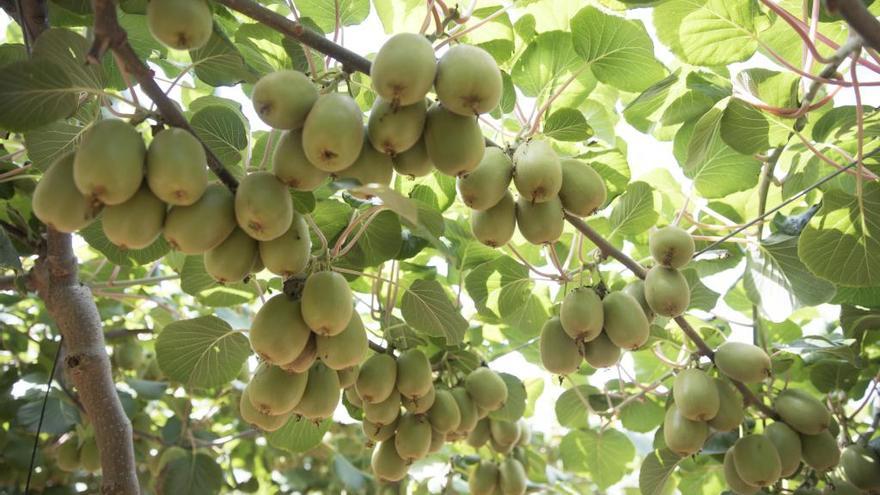 Cultivo de caquis en València