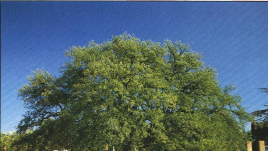 On són els arbres monumentals a Catalunya? La nova app per descobrir-los i visitar-los