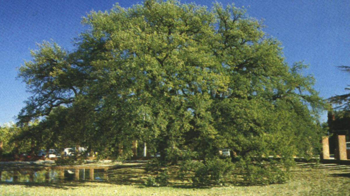 Arbre monumental a Sant Sadurní d'Anoia.