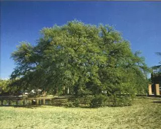 ¿Dónde están los árboles monumentales en Catalunya? La nueva app para descubrirlos y visitarlos