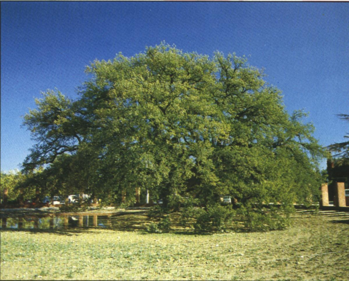 El árbol monumental Roure de Can Codorniu en Sant Sadurní d'Anoia (Alt Penedès).