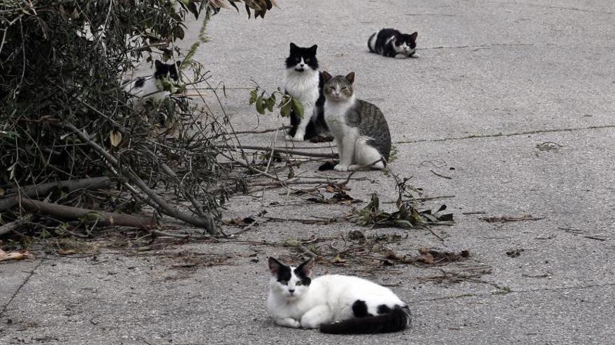 Los expertos alertan del efecto depredador del gato: «las colonias no van bien»
