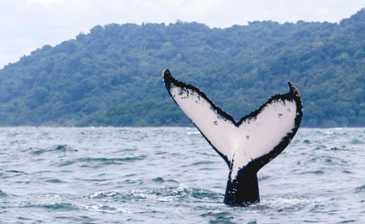 La cola de la ballena en las aguas del pacífico en Costa Rica
