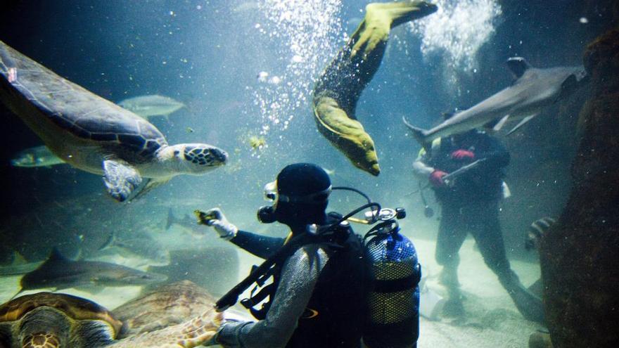 En octubre, ir al Acuario será más económico y sostenible