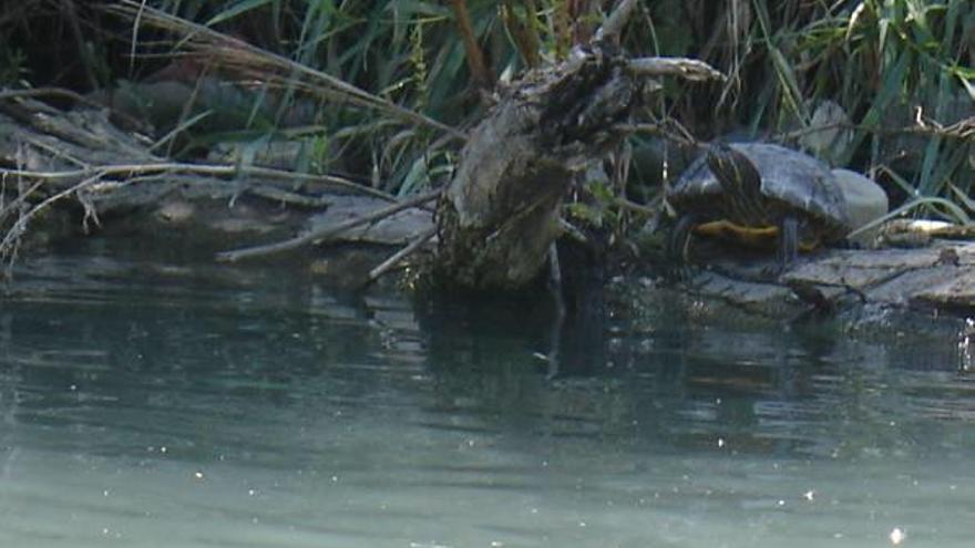 Un ejemplar de la tortuga invasora en el Xúquer, en una imagen de archivo.