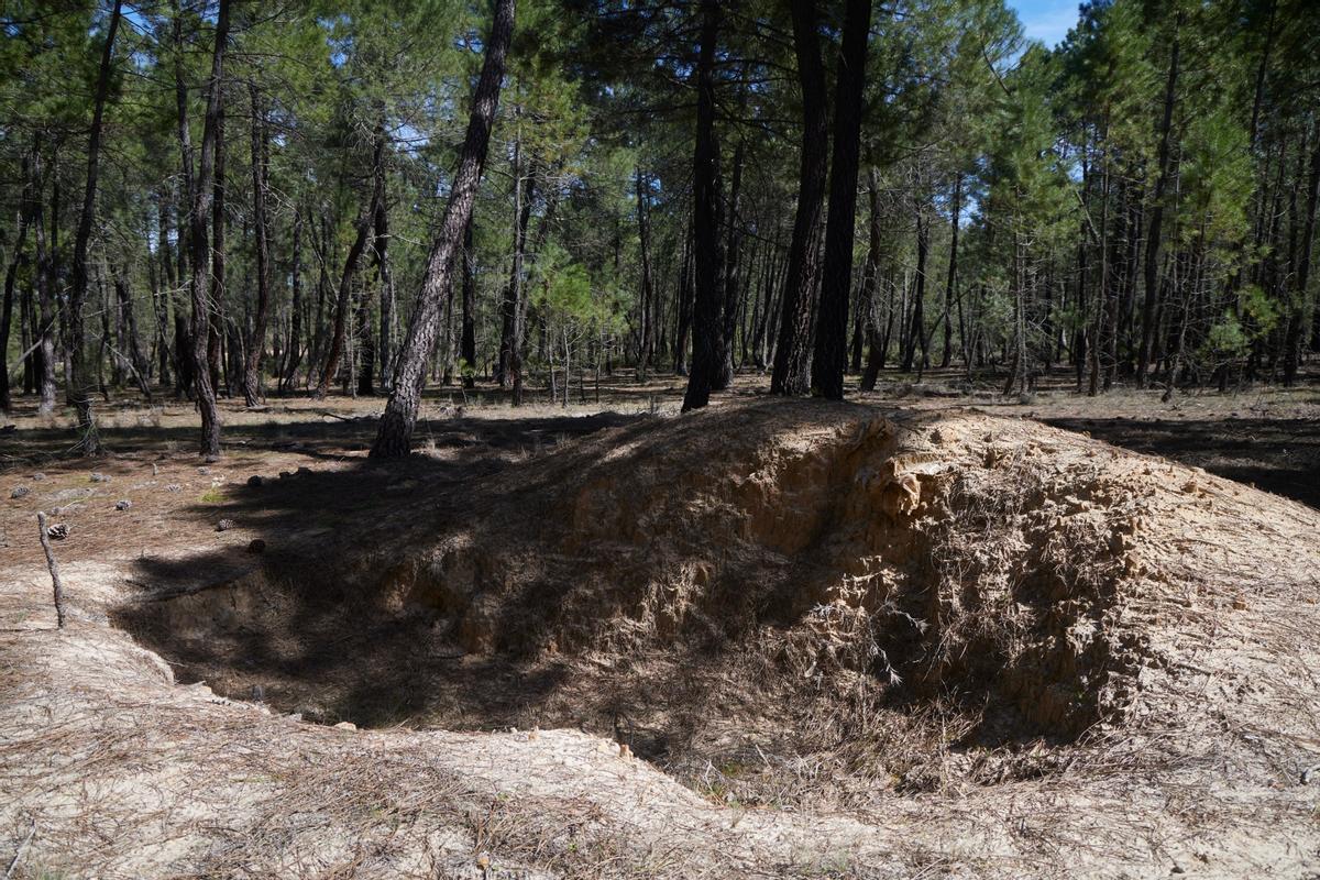 Kaolin madeni genişletme projesi kapsamında Arguisuelas çam ormanlarında gerçekleştirilen tadımlardan birinden görüntü.