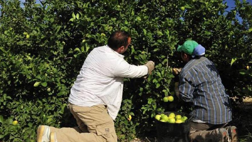 Turquía acapara el grueso de las interceptaciones de fruta con pesticidas prohibidos en la UE.