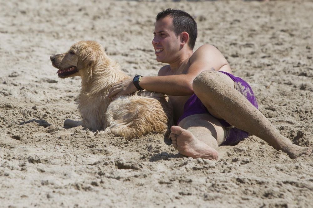 La playa para perros de Pinedo, a reventar