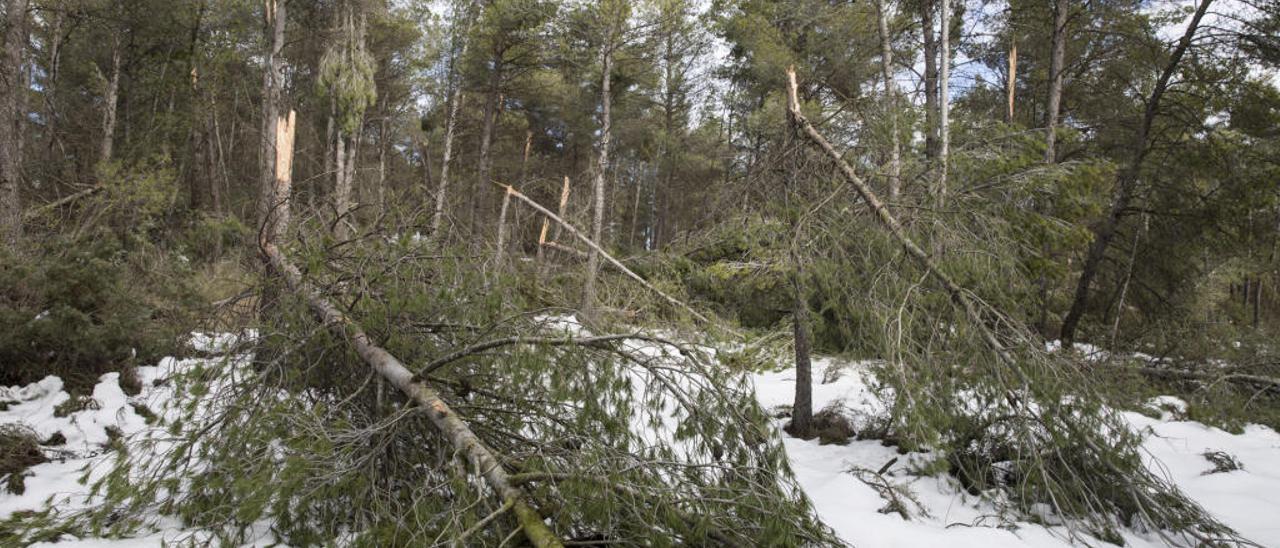 Medio Ambiente necesita 4,6 millones para extraer los pinos abatidos por la nieve