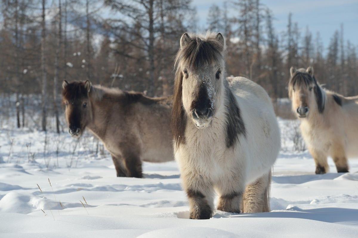 Caballos en  Oymyakon