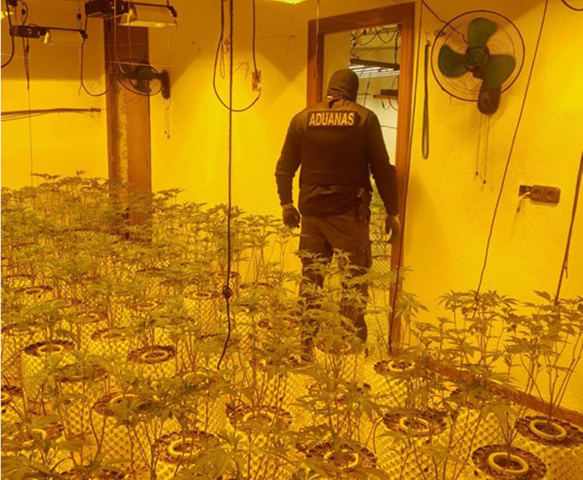 La organización criminal dedicaba los beneficios obtenidos en instalar grandes plantaciones de marihuana