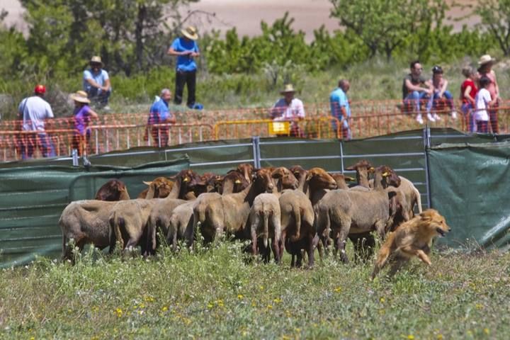 La Valleta de Agres ha sido un año más el escenario del Concurs de Gossos de Ramat