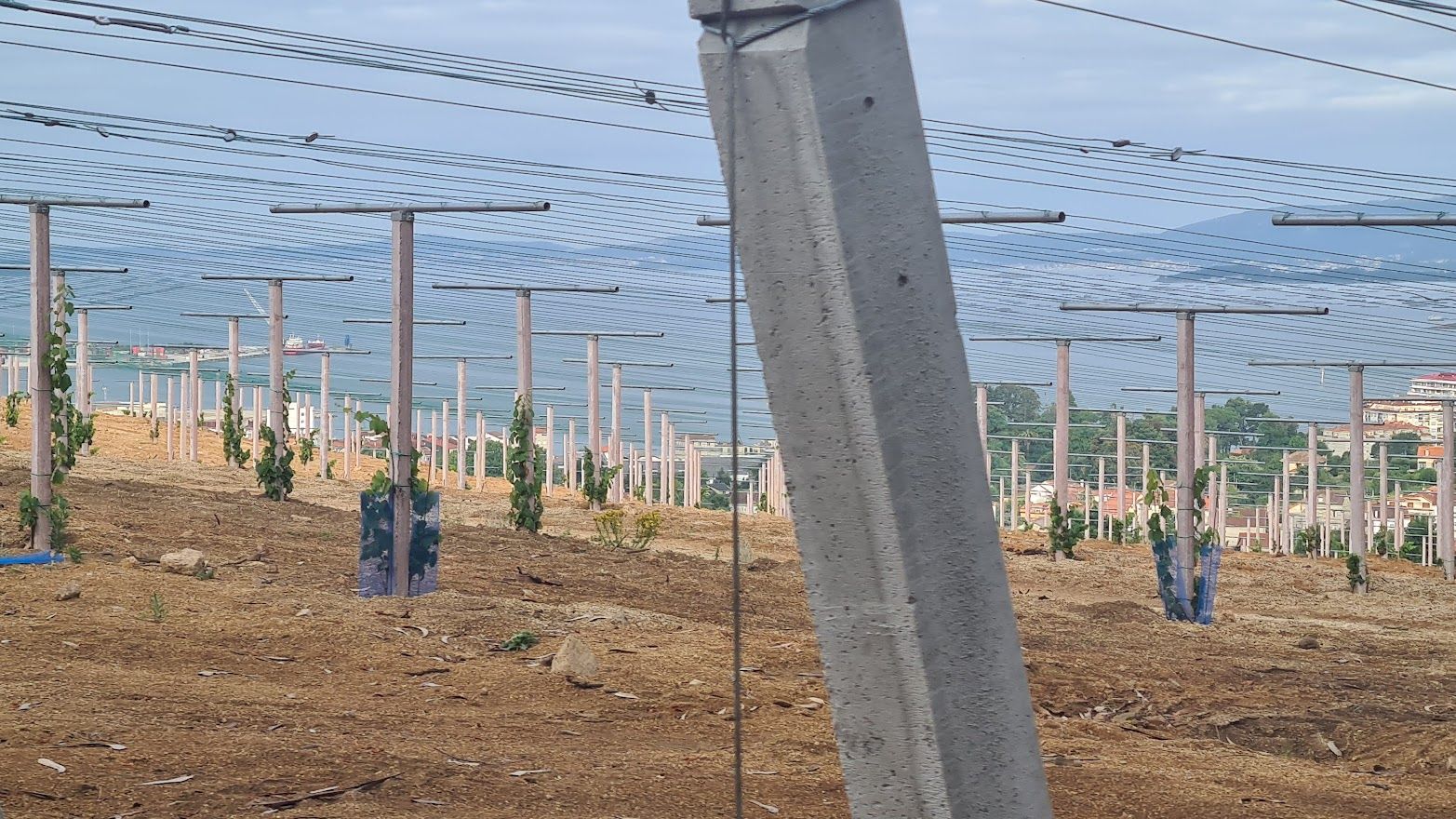 La parcela con vistas a la ría elegida, ya alambrada y con las cepas creciendo rápido y protegidas de los conejos.