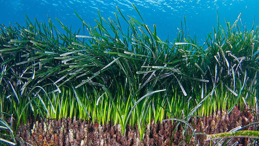 Está en marcha una iniciativa para apadrinar posidonia. | JOSEAN ARRIBAS