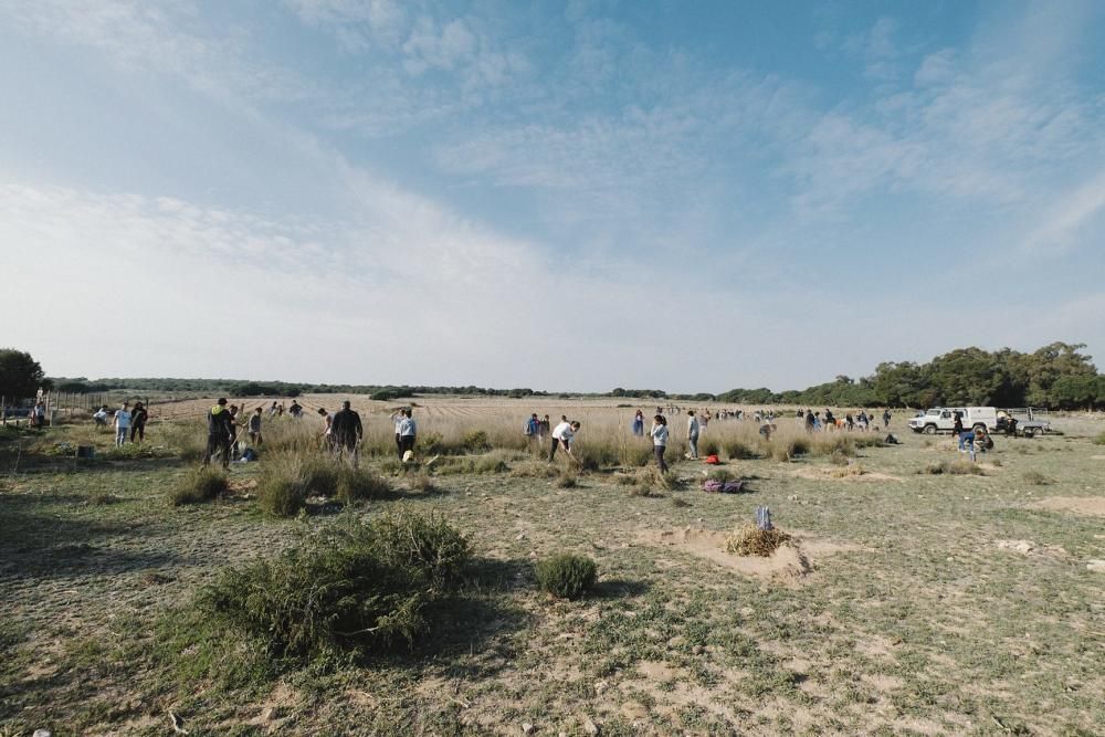 Plantación de especies autóctonas de alumnos del IES Mare Nostrum el día del arbol en el parque natural de las lagunas