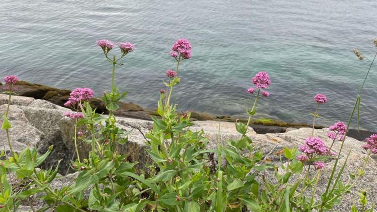 Valeriana roja. Esta planta se llama también centranto o alfeñique. Es una planta ornamental autóctona, apreciada por el color vivo de sus flores y su aroma. Carballeira indica que probablemente sea de origen mediterráneo, que se ha naturalizado por su amplio uso ornamental no solo en la península ibérica y en Europa. | LOC