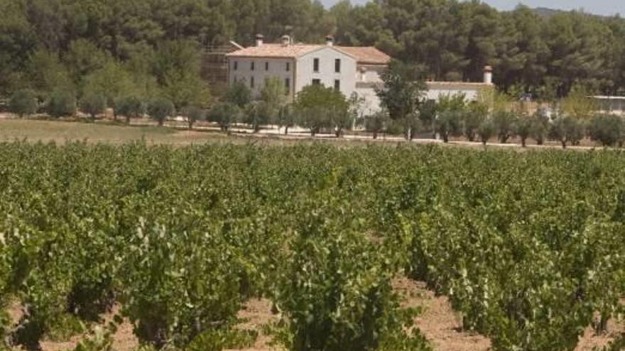Un campo de viñas de una parcela del término de Fontanars dels Alforins.