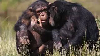¿Se comunican los chimpancés de forma similar a los humanos? La ciencia tiene la respuesta
