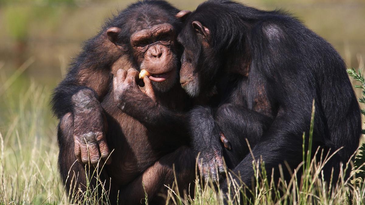Dos ejemplares de chimpancé.