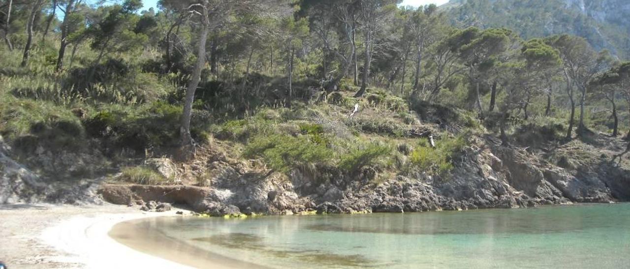 Cap del Pinar se abre a las visitas civiles - Diario de Mallorca