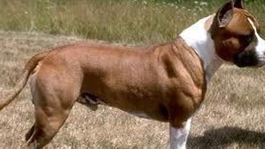 Un perro de raza American Standford