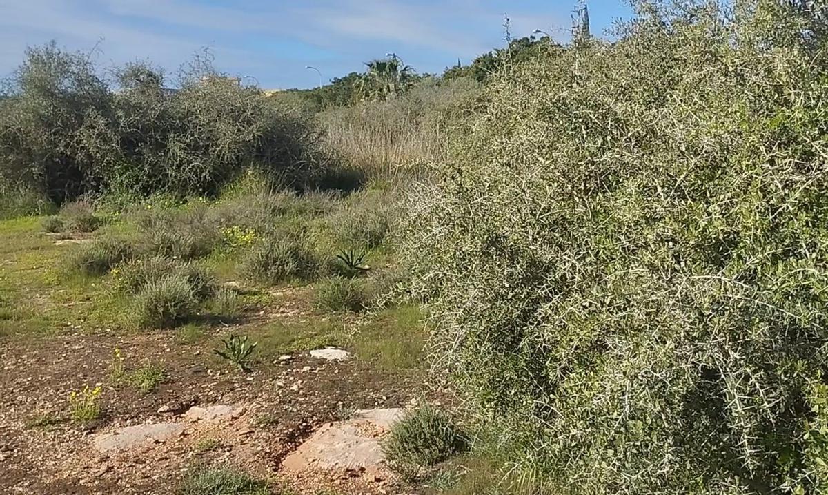 Arto, celebramos el Día de los Bosques
