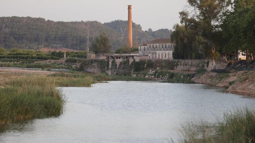 Los expertos confirman ya cuatro colonias estables de nutrias en los ríos Albaida y Xúquer en la Ribera