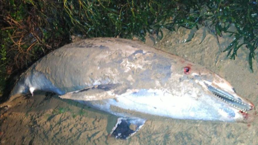 Imagen del delfín muerto hallado en La Mata.