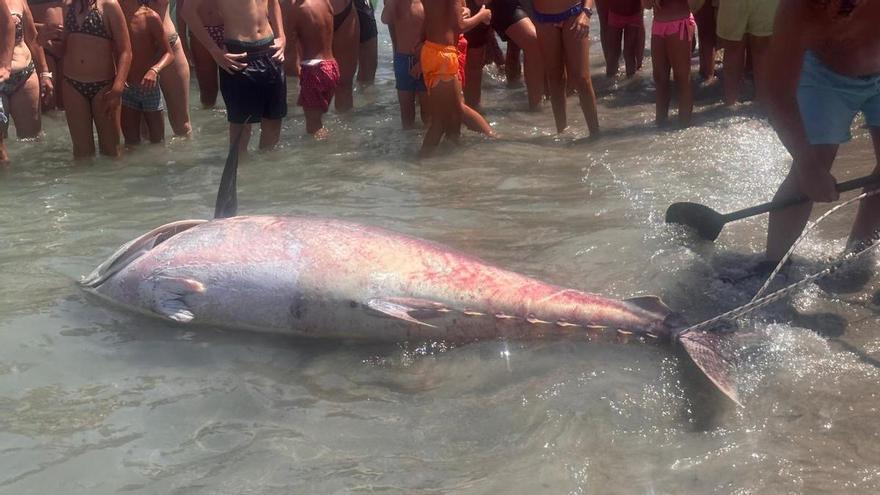 Un atún queda varado en La Manga y provoca revuelo entre los bañistas