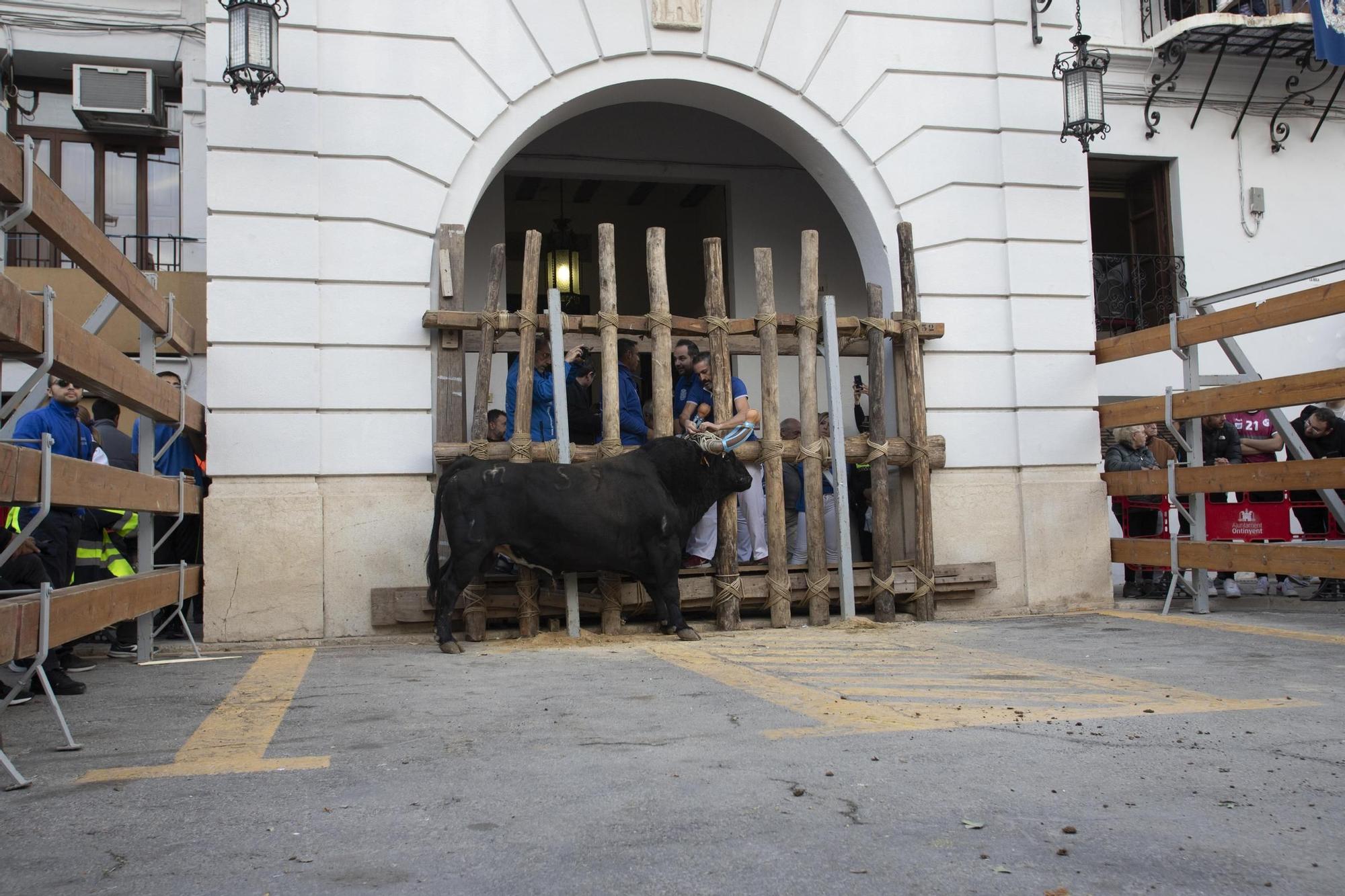 Bou en corda de  la Purísima de Ontinyent