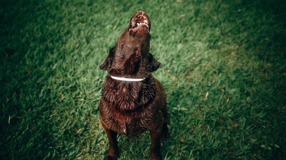 Existen varias formas para hacer que tu perro ladre menos.