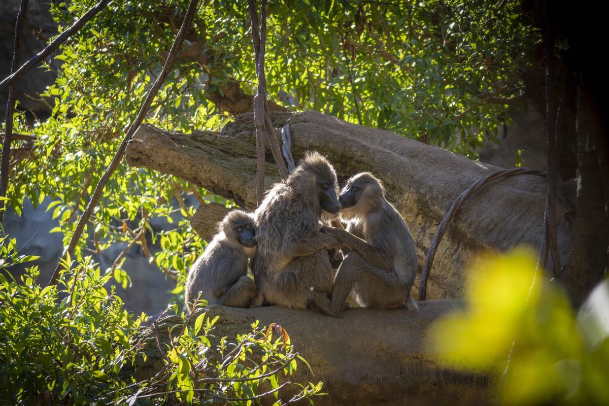 BIOPARC Valencia recrea de forma fiel los hábitats de los animales.
