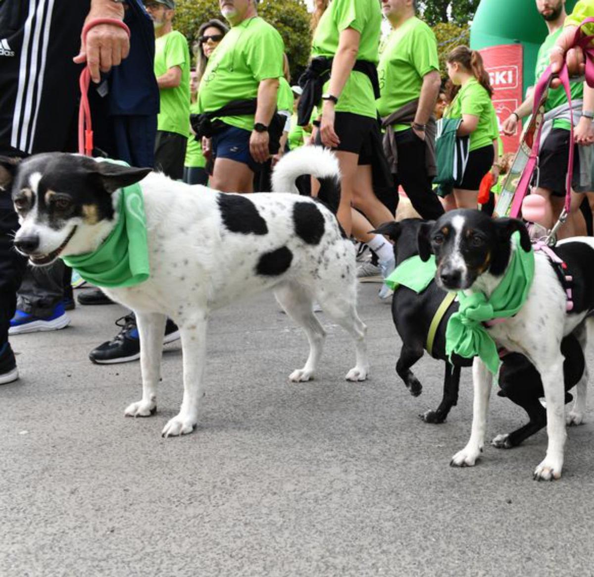 A Coruña se tiñe de verde para moverse contra el cáncer
