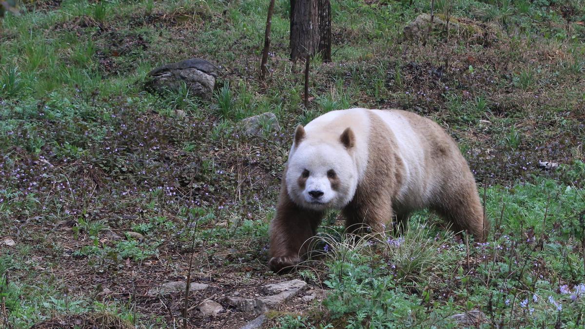 Los excepcionalmente raros osos pandas pardos lo son por una mutación genética