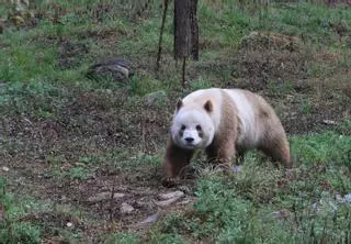 No todos los osos panda son blancos y negros: existen los pardos por una mutación genética