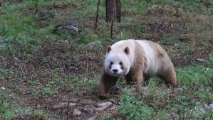 Los excepcionalmente raros osos pandas pardos lo son por una mutación genética